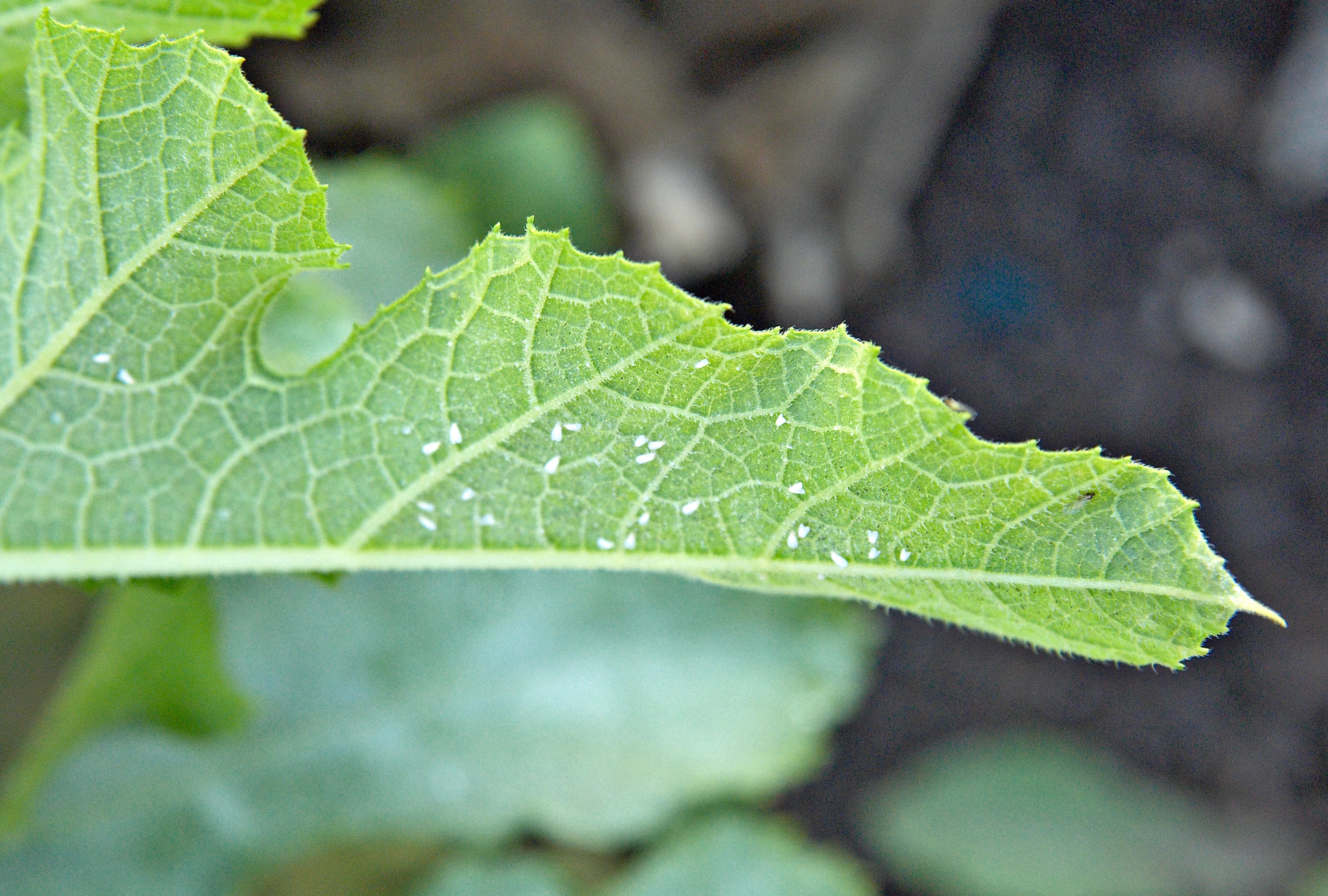whiteflies on leaf