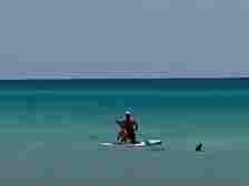 A pair of paddle boarders watch as a shark’s fin emerges from the waters off the coast of New Smyrna Beach in June 2024