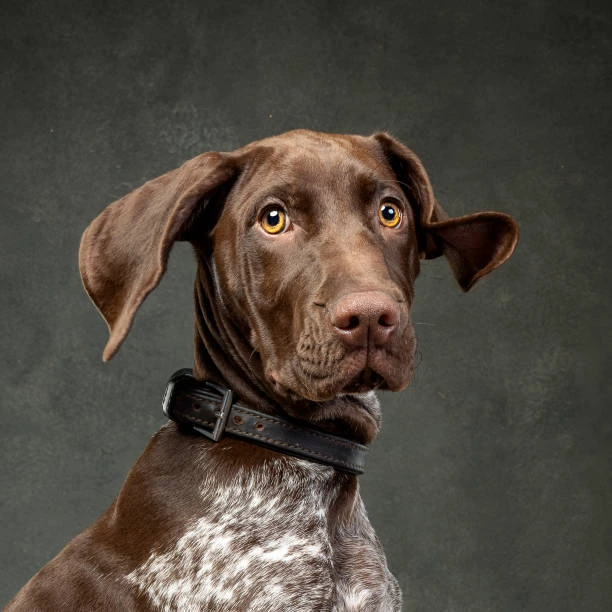 german shorthaired pointer dog 1 - dogs stock pictures, royalty-free photos & images