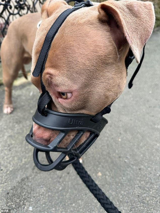 XL Bully dog Theo wearing a muzzle put on him by his owner Kerry Heath, who has hit out at the law change