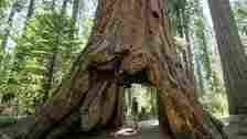 Man standing looking at giant big Red Wood tree in Calaveras big trees state national park in California, US; Shutterstock ID 316268975; your: Melissa Yeager; gl: 65050 ; netsuite: Online Editorial; full: US national parks will be free to enter on April 22 for National Park Week
316268975
Man standing looking at giant big Red Wood tree in Calaveras big trees state