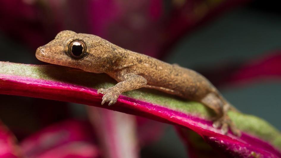 Will Mothballs Get Rid Of Geckos