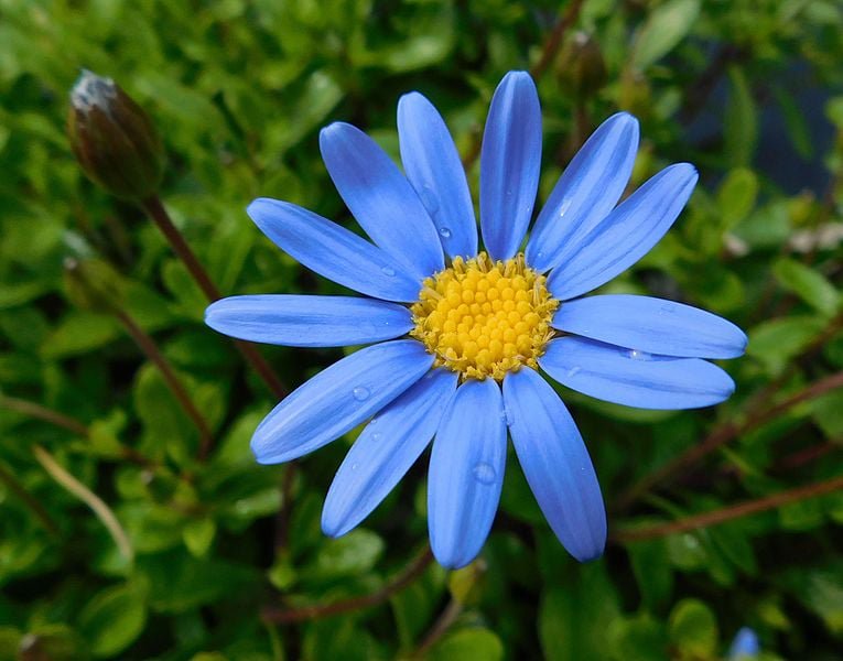 Blue Daisy flower.