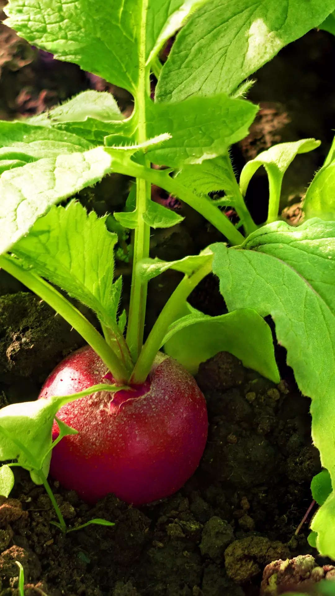 ​Radishes