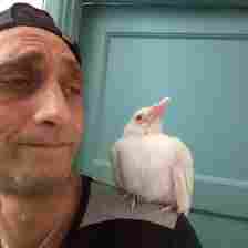 Paul Themis Paul Themis also rescued an albino crow, Albi, who was being bullied – by other crows (Credit: Paul Themis)