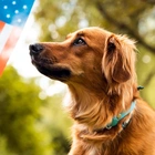6 tips to keep your dog calm during 4th of July fireworks