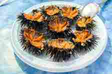 People eat sea urchins alive [Savoteur]