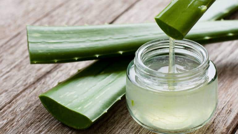 Aloe vera: Aloe vera has cooling and soothing properties that can help reduce pain and inflammation. It also contains antioxidants and vitamins that can promote skin healing. Applying aloe vera gel directly to your heels can provide relief and promote smoother, healthier skin. Lastly if you experience persistent or worsening symptoms, consult your doctor  for proper diagnosis and treatment (Image: Canva)