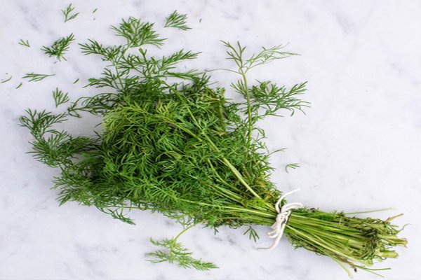Dill contains essential nutrients for health and helps the body fight diseases. - Health Tips in Hindi