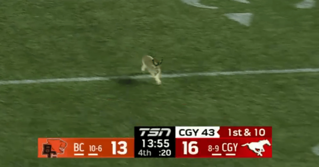 A small hare runs across a football field during a game between BC and CGY.