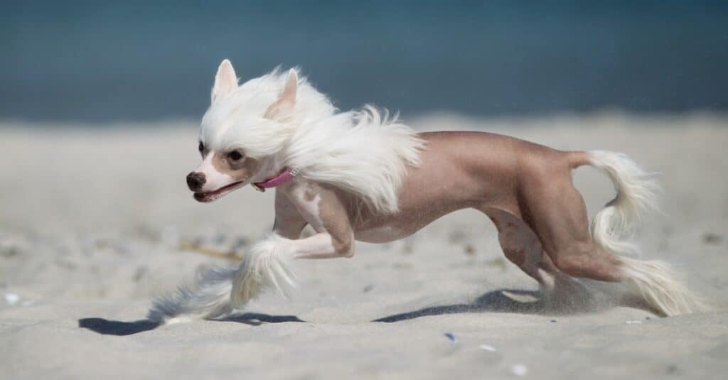 Chinese crested dog running on the beach