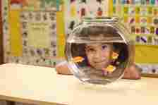 A child smiling behind a fishbowl with three goldfish in it, sitting on a classroom desk. Various educational posters are visible in the background