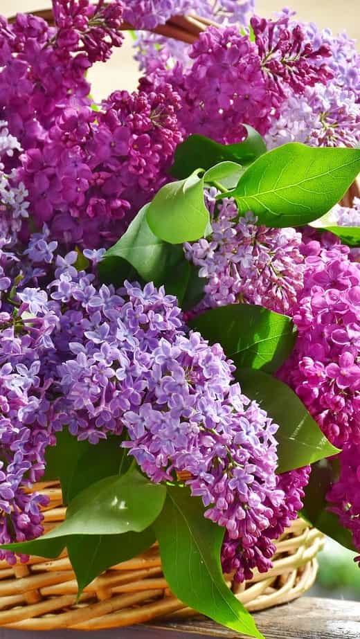 Lavender