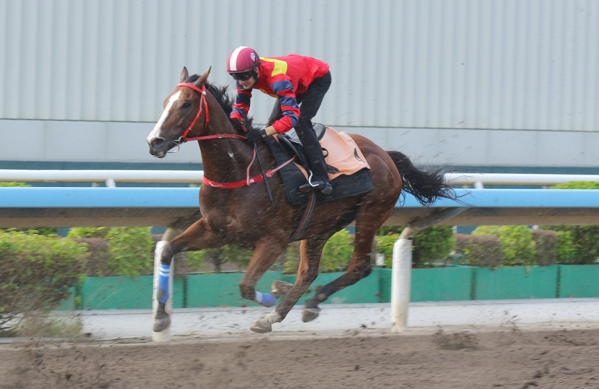 Smart Golf trials on the Sha Tin dirt last month.