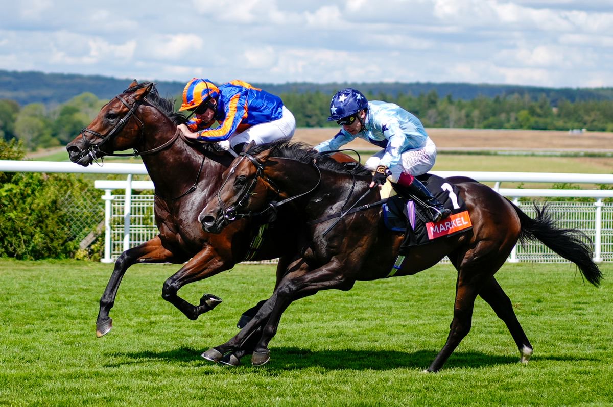 Man's Best Friend (left): misses Juvenile Turf
