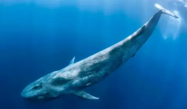 Meet Biggest Animal Earth Measuring Metres Long Weight Tons