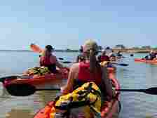 Nomad Sea Kayaking offer four to five-hour-long kayaking excursions to go see the seals