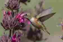 Hummingbird feeding on hummingbird sage