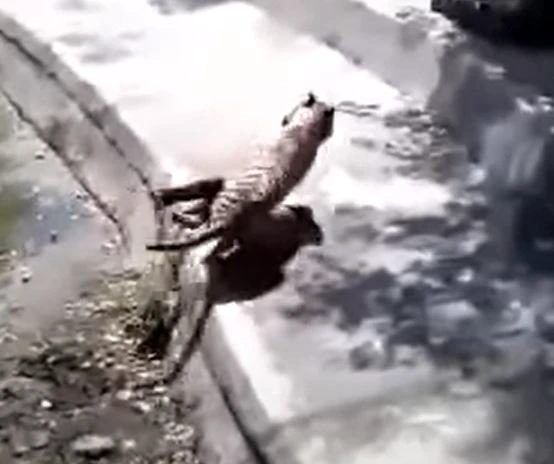 Shocking footage shows him being dragged off by the tiger