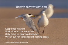 Four tips on how to stop little terns being killed on beaches written on a background showing a flying little tern and a seagull. The tips are Keep dogs leashed Walk close to the waterline. Only drive on approved beaches. Look out for cordoned off nesting areas.   