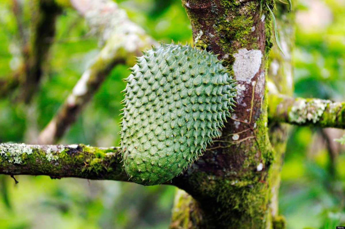soursop
