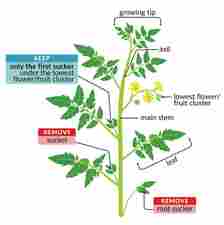 Tomato plant diagram