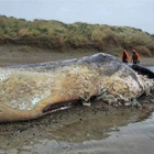 The jawbone of washed-up whale in New Zealand was removed with chainsaw and stolen