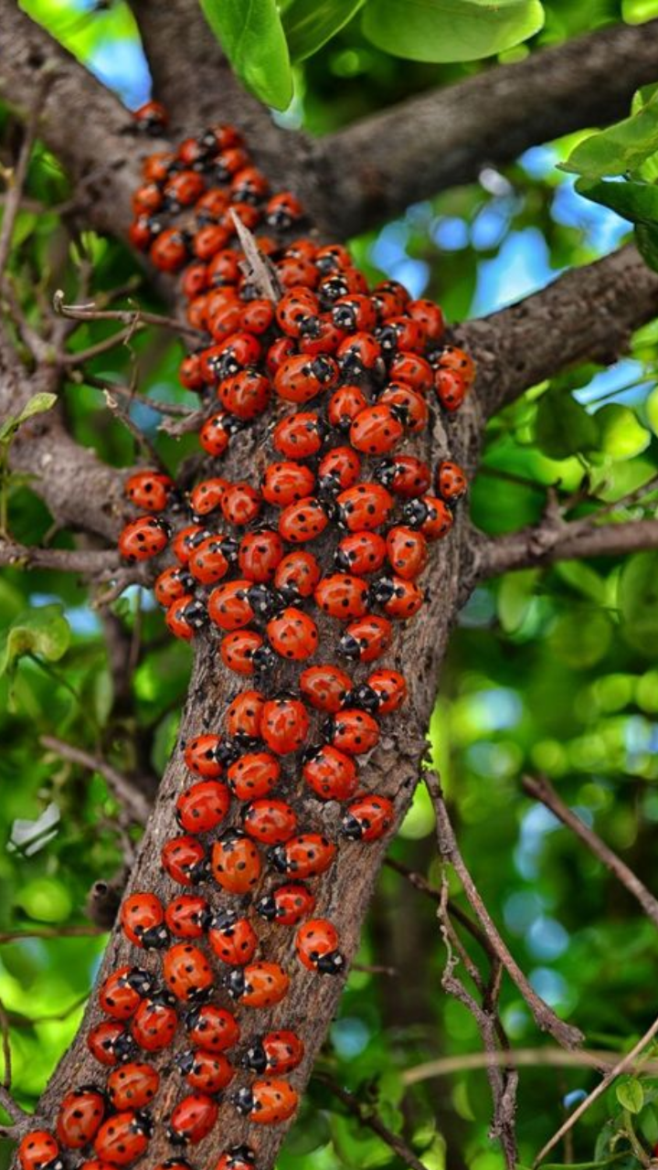 ​Ladybugs