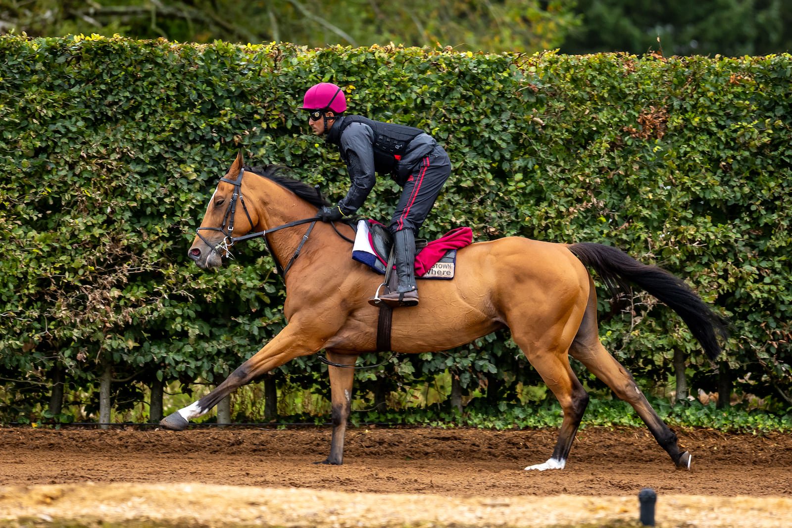 Queenstown's Ballydoyle duties often involve leading younger stable companions, but on Sunday he finally stepped up to Group One glory at Saint-Cloud in the Prix-royal Oak. Photograph: Morgan Treacy/Inpho