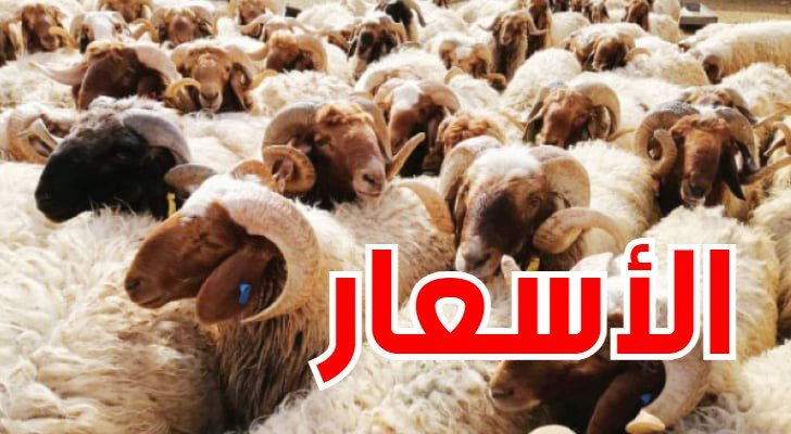 شراء أضاحي العيد