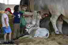 Children pet Zebu calves during the ExpoZebu fair in Uberaba, Minas Gerais state, Saturday, April 27, 2024. In Brazil, 80% of the cows are Zebus, a subspecies originating in India with a distinctive hump and dewlap, or folds of draping neck skin. (AP Photo/Silvia Izquierdo)