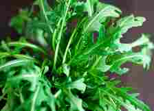 close up of arugula growing indoors