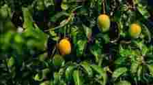 Mango is grown on around 21,600 hectares in Kangra district. (HT File)