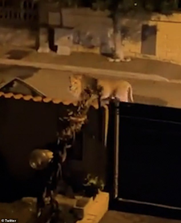 Horrified locals shared the horrifying footage on X, formerly known as Twitter, which showed the animal walking down the streets of Ladispoli, home to around 40,000 people.