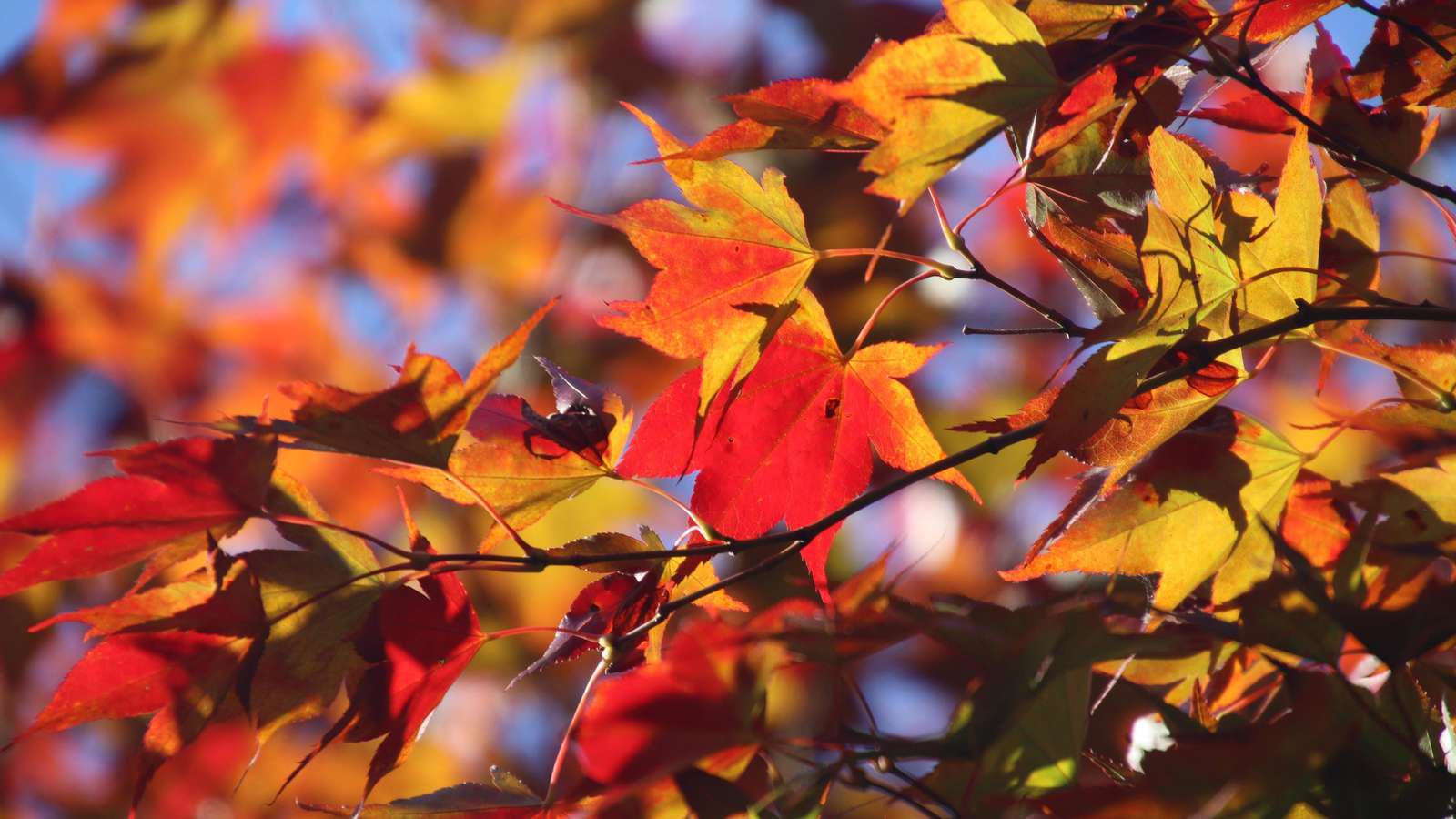 Feature: Buntes Herbstlaub im Goldenen Oktober. *** Feature: Colorful Fall Foliage in Golden October