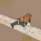 This horse spent days stranded on a roof due to flooding. See how it was rescued