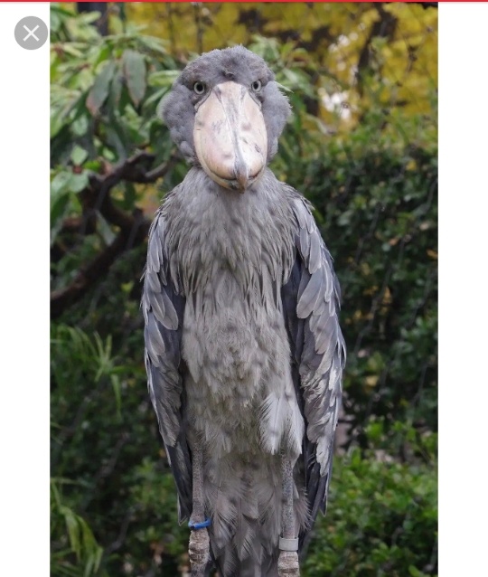 shoebill stork stuffed animal