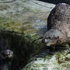 California aquarium pairs stranded sea otter pups with surrogate moms