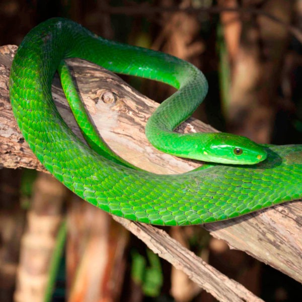 Green Mamba - African Snakebite Institute