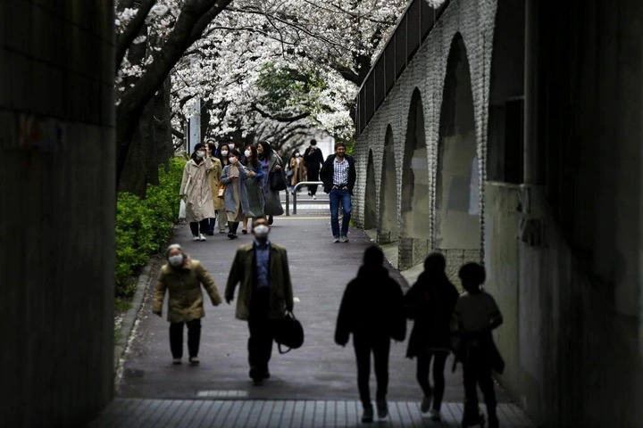 Bunga Sakura bermekaran di kawasan Jepang. Pemandangan bunga Sakura yang bermekaran itu tampak menawan di tengah wabah Corona yang melanda Jepang dan dunia.