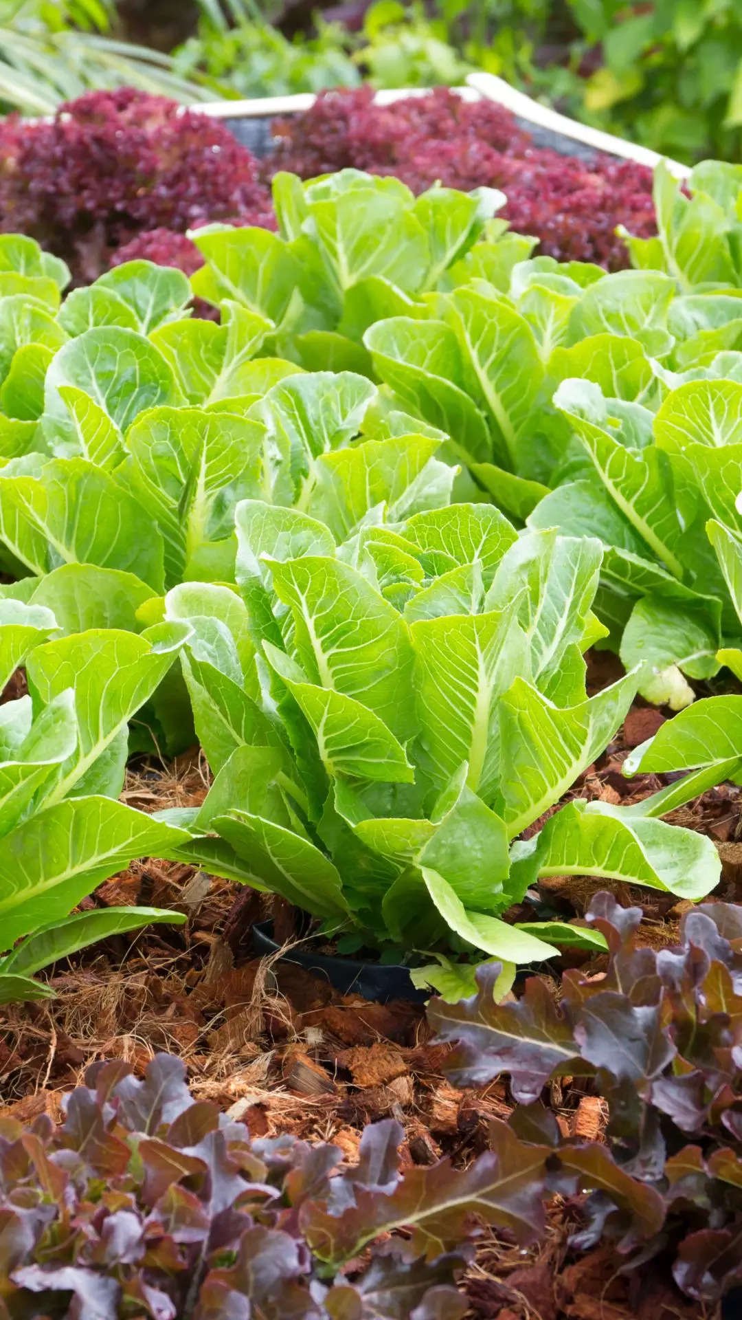 ​Lettuce