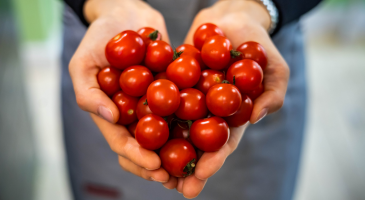 tomate, fruit, legume, potager, jardin, tomate entretien