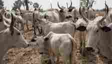 Cattle breeders pledge to partner Bauchi on resuscitation of meat factory