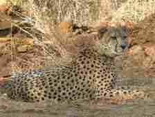 Male cheetah Pawan (formerly Oban), who was brought to Kuno from Namibia
