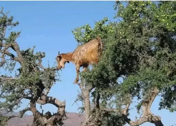 Here Main Reason Goats Climb Trees Morocco