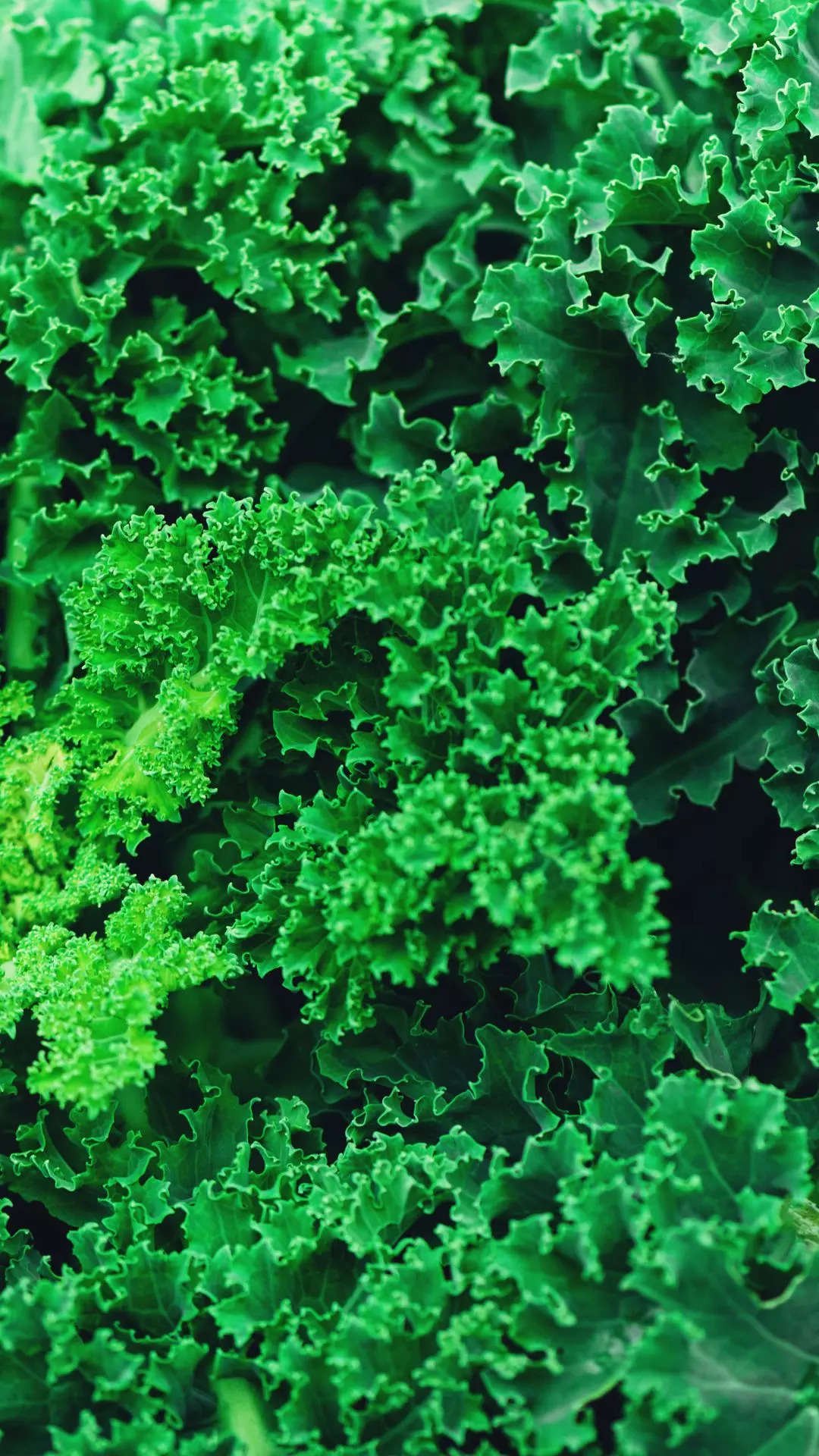 ​Kale