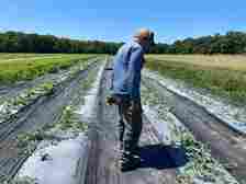 A man stands between rows of plants, on black plastic sheeting.