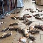 Scores of dead animals dumped outside village shop leaving residents in state of shock