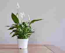 Peace lily plant (Spathiphyllum)