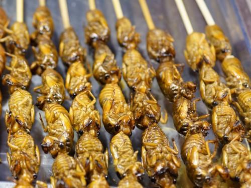 Edible cicadas [CFAES]